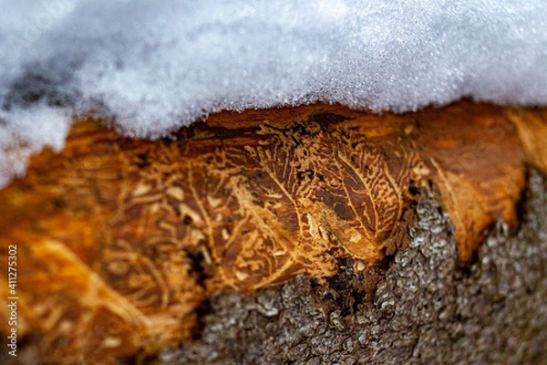 Fototapeta 
tree marks made by typographer beetle