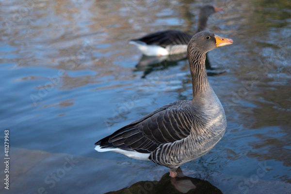 Obraz Gray geese on the lake