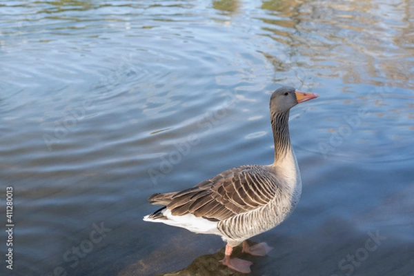 Obraz Gray geese on the lake