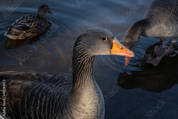 Obraz Gray geese on the lake