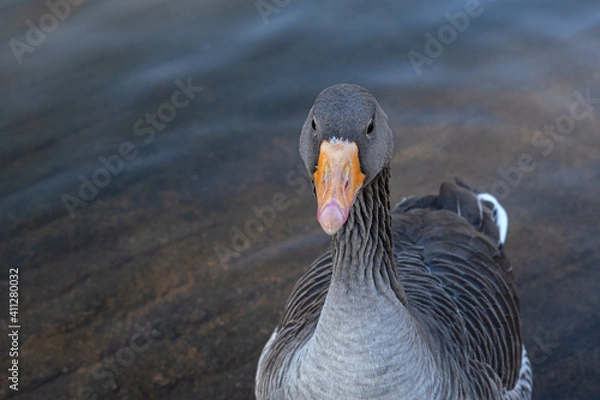 Obraz Gray geese on the lake