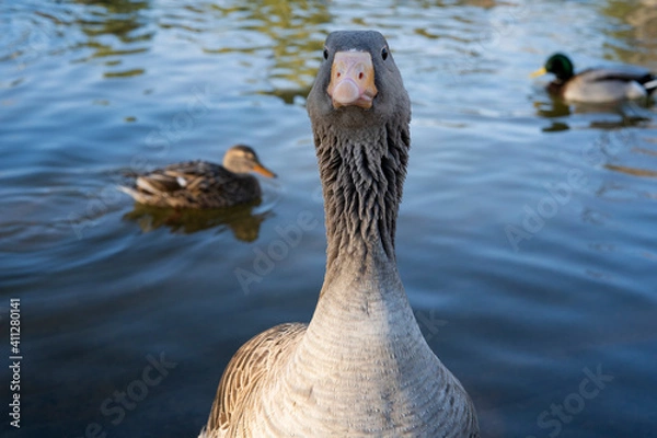 Obraz Gray geese on the lake