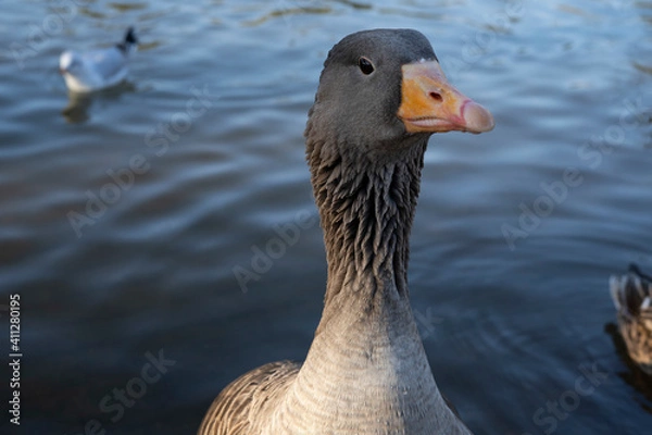 Obraz Gray geese on the lake