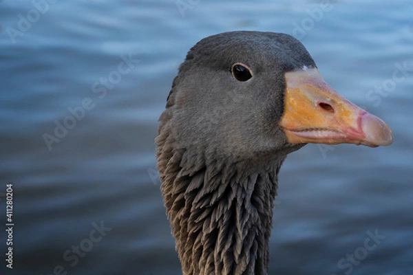 Obraz Gray geese on the lake