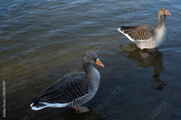Obraz Gray geese on the lake