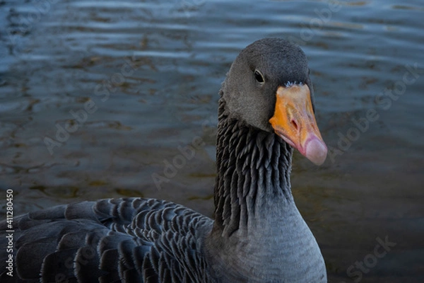 Obraz Gray geese on the lake