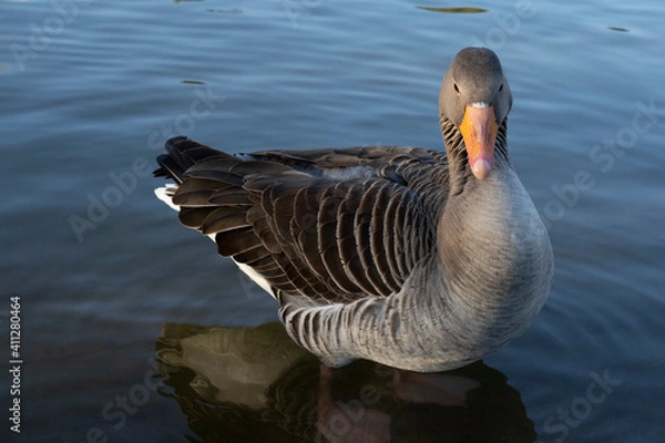 Obraz Gray geese on the lake