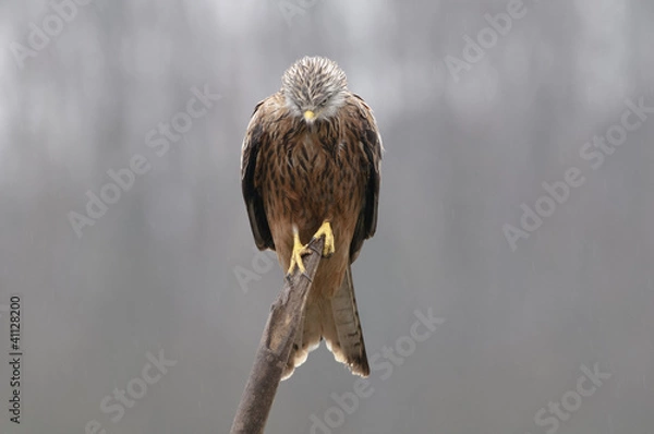 Obraz Red Kite (Milvus m.) resting on a branch