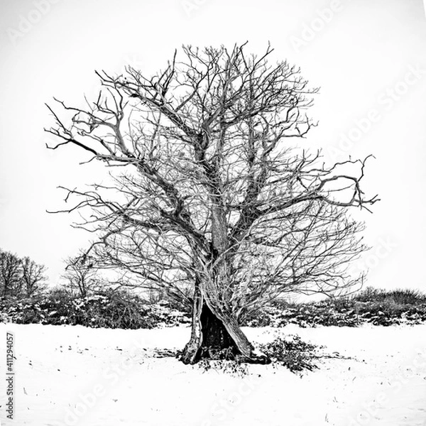 Obraz tree in winter