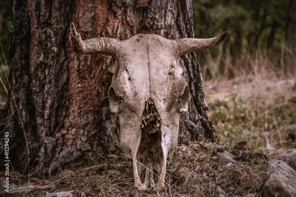 Obraz calavera vacuno