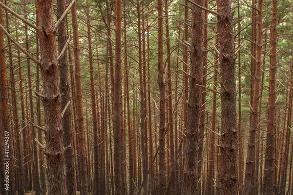 Fototapeta bosque