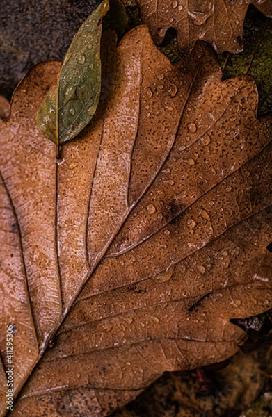 Obraz close up of a leaf