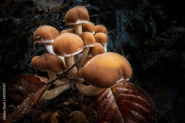 Obraz mushrooms in the forest