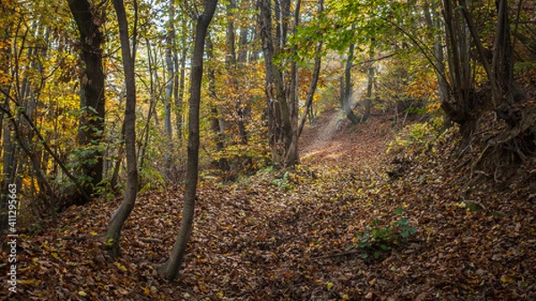Obraz path in the autumnal forest