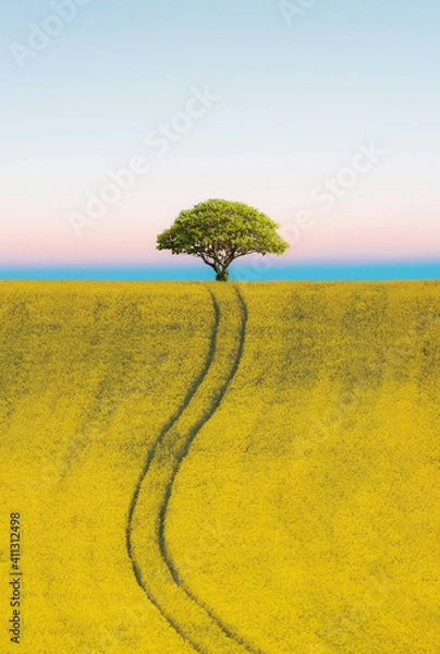 Fototapeta Lone tree in a canola field at sunset