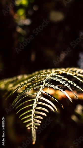 Obraz leaf in the sunlight