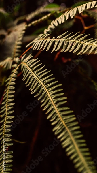 Obraz close up of a leaf