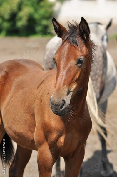 Fototapeta Portrait of a bay foal in the herd on a sunny day