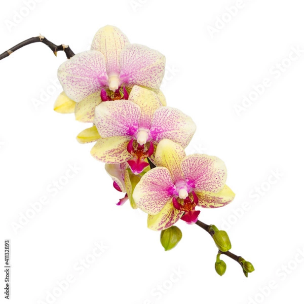 Obraz Gelb Rosa Orchidee