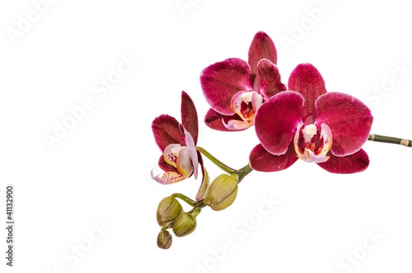 Obraz violette Orchidee