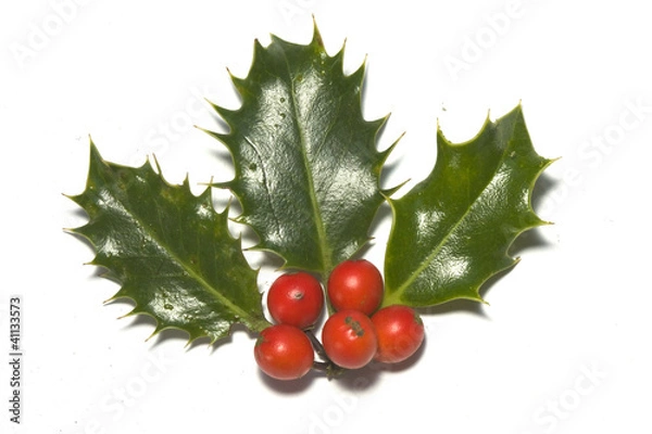 Obraz holly christmas