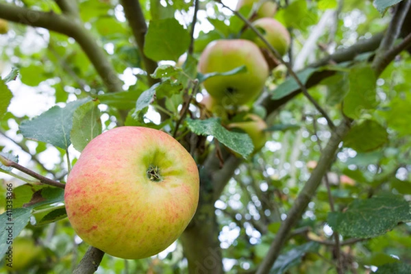 Fototapeta Apple tree, bramley cooking apple growing in UK