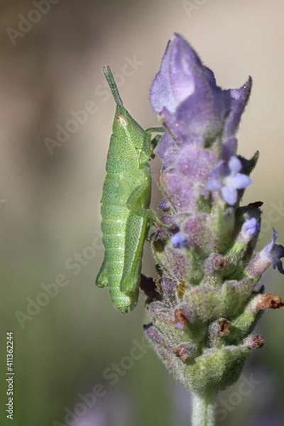 Fototapeta Saltamontes