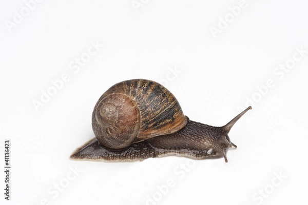 Fototapeta snail