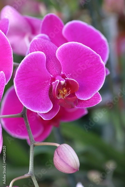 Fototapeta Orquídea 