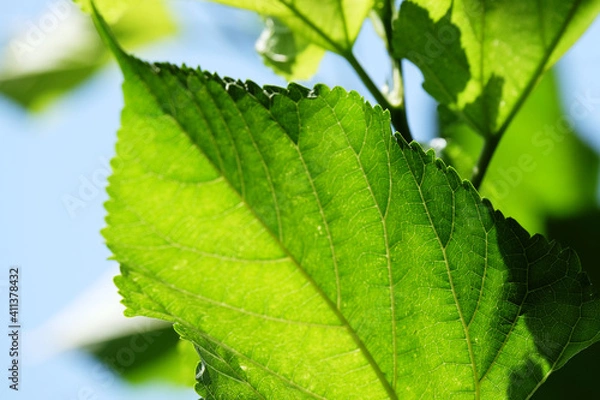 Obraz Mulberry green leaf