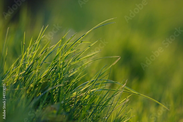 Obraz Gras #037334