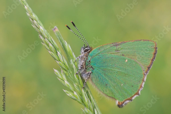 Obraz Callophrys rubi