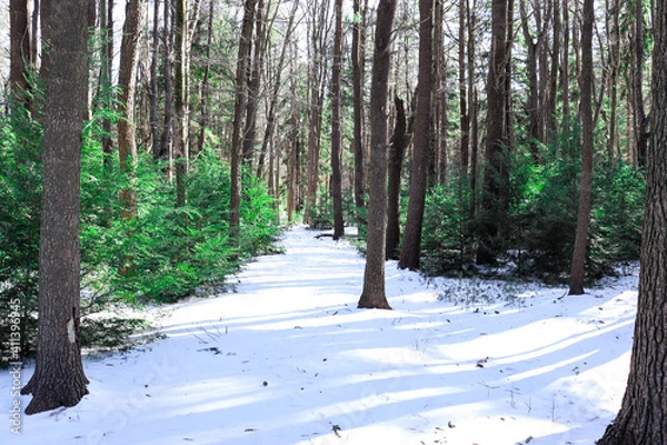 Obraz forest in winter