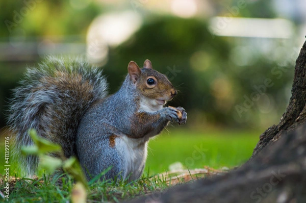 Fototapeta squirrel in the park
