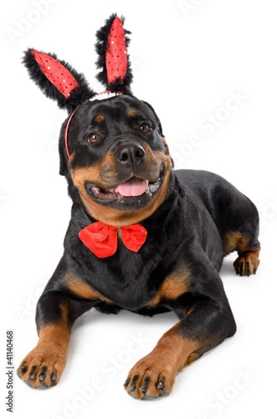 Obraz Easter bunny Rottweiler