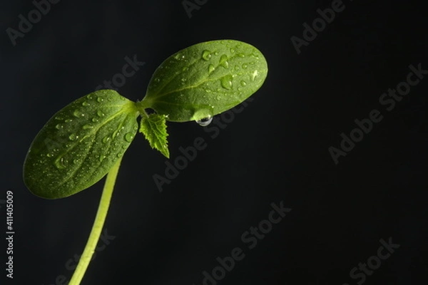 Obraz The bud of a plant on black background, water drops on green leaves