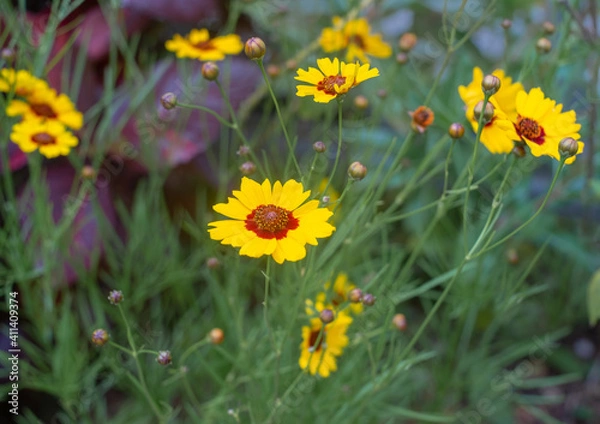 Fototapeta 沖縄に咲くハルシャギクの花
沖縄の亜熱帯に咲く美しい花