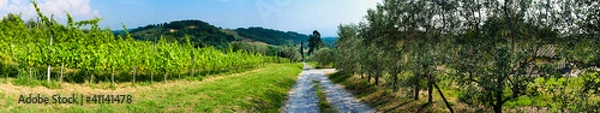 Obraz Panoramica - Vigna e Olivi