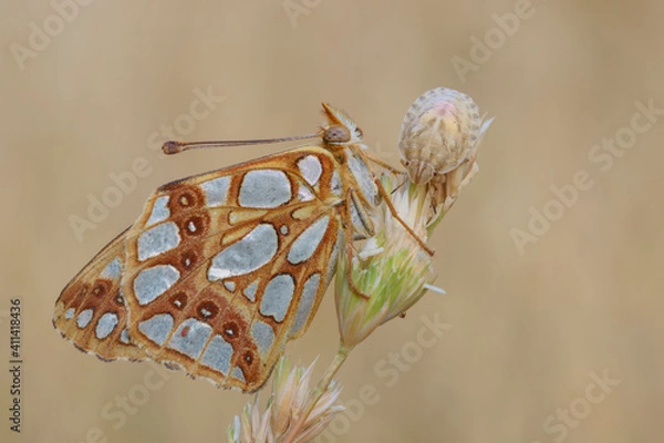 Obraz Issoria latonia 