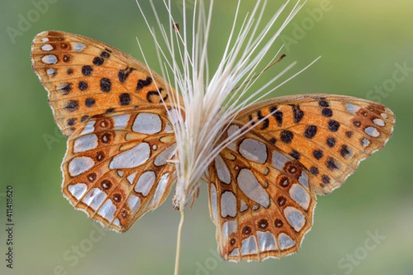 Fototapeta Issoria latonia 