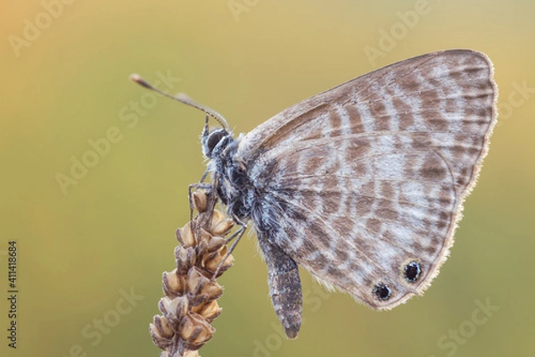 Obraz Leptotes pirithous