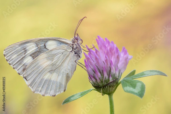 Obraz Melanargia galathea, farfalla