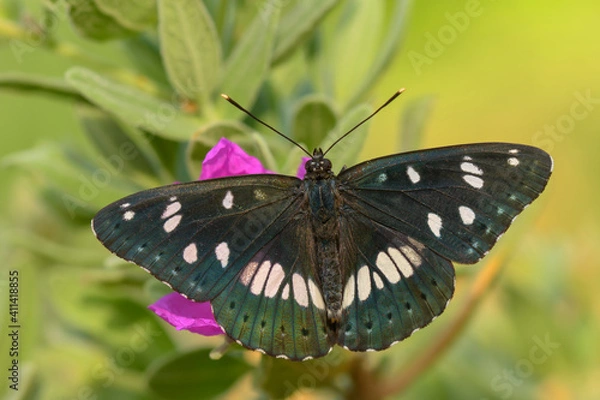 Obraz Limenitis reducta