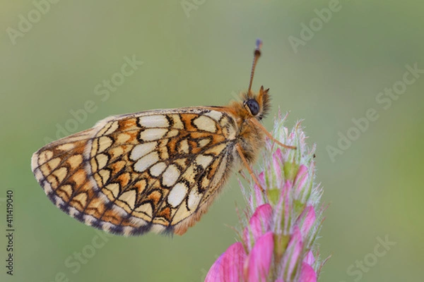 Obraz Melitaea aurelia