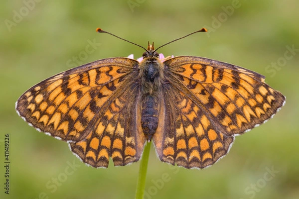 Fototapeta Melitaea phoebe