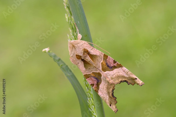 Obraz Phlogophora meticulosa