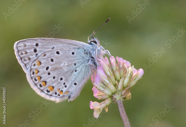 Fototapeta Polyommatus escheri