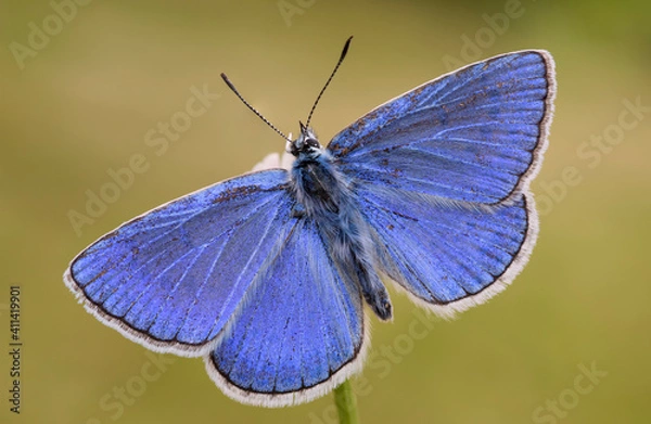 Fototapeta Polyommatus escheri, farfalla blu