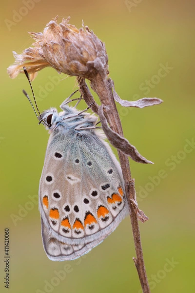 Obraz  Polyommatus icarus