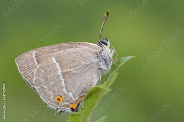Fototapeta Quercusia quercus, farfalla non comune